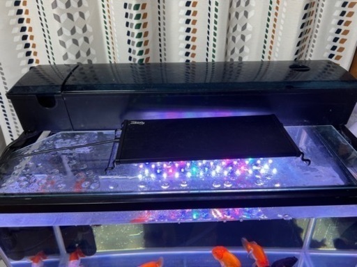 今月限定 NISSOガラス180の水槽 フルセット魚付き アロアナ