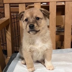 🐕約2ヶ月の子犬（女の子）の里親さん募集‼️