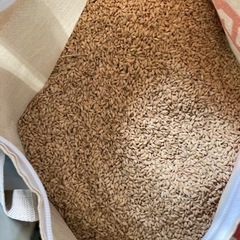 🌾新米 令和4年 収穫米🌾　🌾ヒノヒカリ(籾)約 32kg🌾