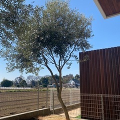 オリーブの木 レッチーノ