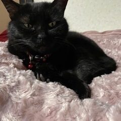 人馴れ抜群の可愛い黒猫ちゃん(o^^o)の画像