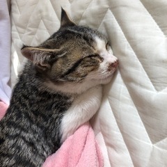 子猫を保護しました。