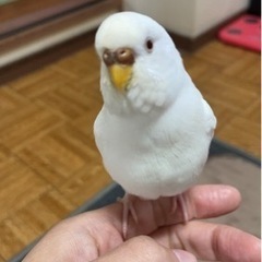 セキセイインコが迷子になりました