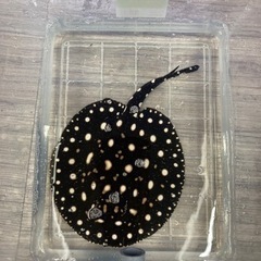 ダイヤモンドポルカ　オス　エイ　アロワナ　水槽