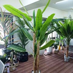 処分価格】バナナツリー1本 お買い得♪