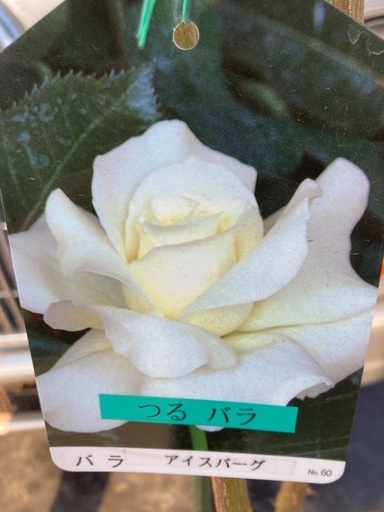 つるバラ　アイスバーグ　薔薇