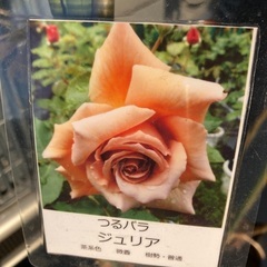 つるバラ　ジュリア　薔薇