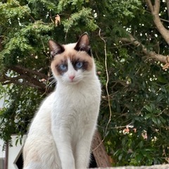 シャム猫風ニャンコ♪生後10ヶ月♪避妊手術終わってます