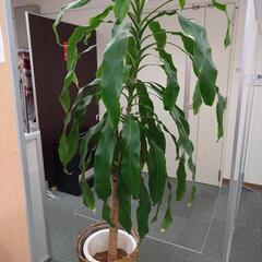 観葉植物