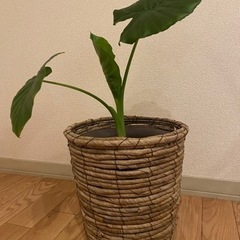 クワズイモ　植物