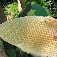 養蜂、一緒に活動しませんか？！ − 新潟県