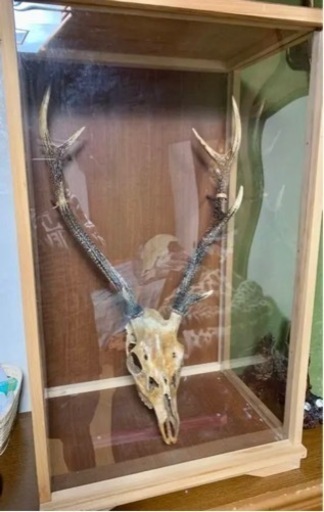 鹿の顔の装飾品 角 ツノ 骸骨