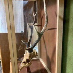 鹿の顔の装飾品 角 ツノ 骸骨