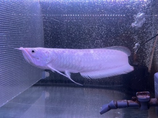 淡水魚】ホワイトタイプ？ シルバーアロワナ【1匹 サンプル画像