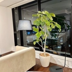 モダン 美品 間接照明