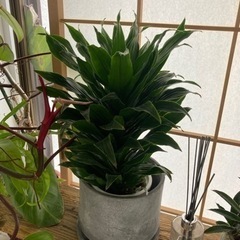 【手渡し限定】Dracaena deremensis “Vire...