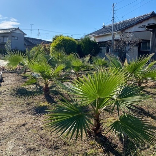 ワシントンヤシ