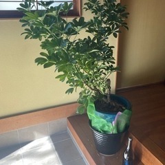 観葉植物　