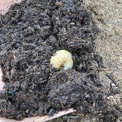 カブトムシの幼虫