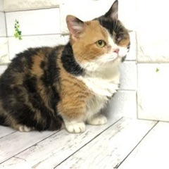 ブリーダーさんからの引退猫ちゃんです。 − 埼玉県