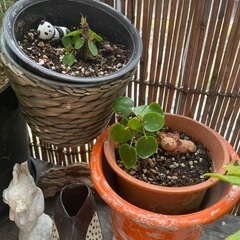 ピレアペペロミオイデス 鉢植え 植物 2っセット