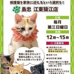 2023/2/19(日)保護猫譲渡会 島忠 江東猿江店