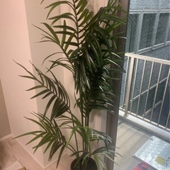 観葉植物