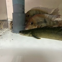 ワイルドビキール