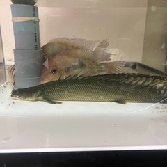 ワイルドビキール