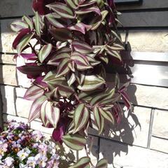 【観葉植物】トラディスカンチア・ゼブリナの吊り鉢