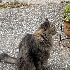 探しています　迷子長毛猫 − 福岡県