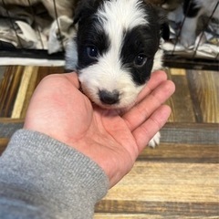 子犬が沢山入店中です。 − 福岡県