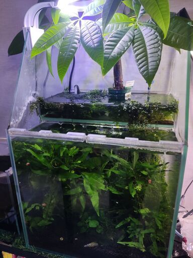 水草水槽
