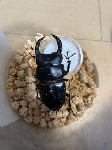 オオクワガタ久留米大型血統幼虫トリオ④