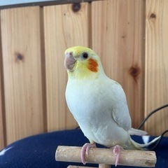 オカメインコ ご家族様募集中𓎤𓅮 ⸒⸒  𓅯 ⸒⸒