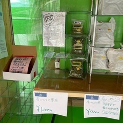 青パパイヤ茶（無農薬）100g1000円から