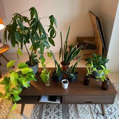 美しい観葉植物 - Beautiful House plants