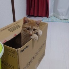 【緊急】脱走 猫について情報提供お願いします！