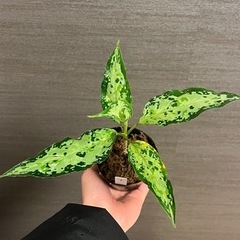 中山PLANTS  天下茶屋　アグラオネマピクタム