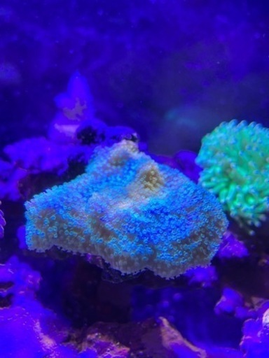 サンゴ3点、ライブロック