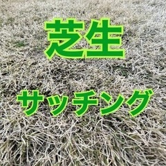 ★芝生のサッチングやるなら今です