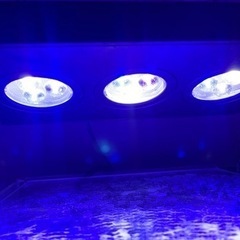 海水水槽機材、サンゴ等