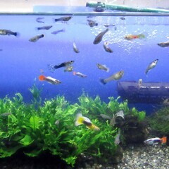 90cm水槽とろ過き魚フルセットです。