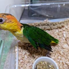 シロハラインコ、オキナインコ、サザナミインコ、ウロコインコ