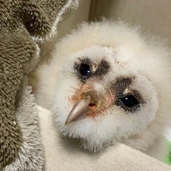 メンフクロウの赤ちゃん