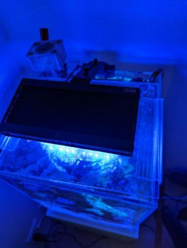 ada dooa 海水魚 セット