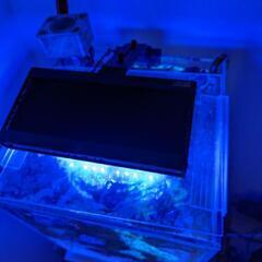 ada dooa　海水魚　セット