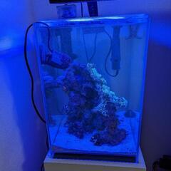 ada dooa　海水魚　セット