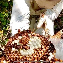 ハチ駆除、草刈り作業、バッテリー救援 募集中 高知県