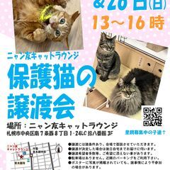 【札幌市・中央区】保護猫の譲渡会（2/23と2/26）